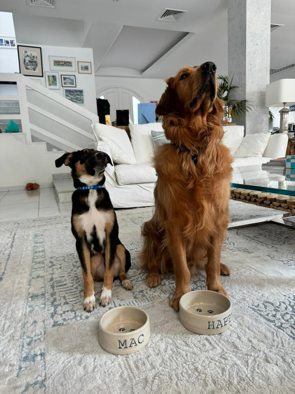 Handmade Personalised Dog/ Cat Bowl